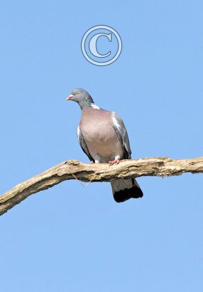Wood Pigeon  DM1837